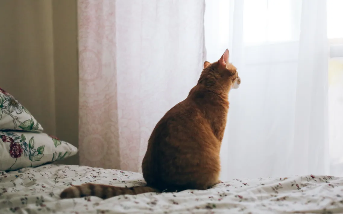 飼い主さまのもしもに備える安心パック