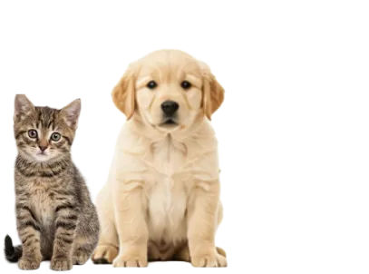 子猫・子犬期