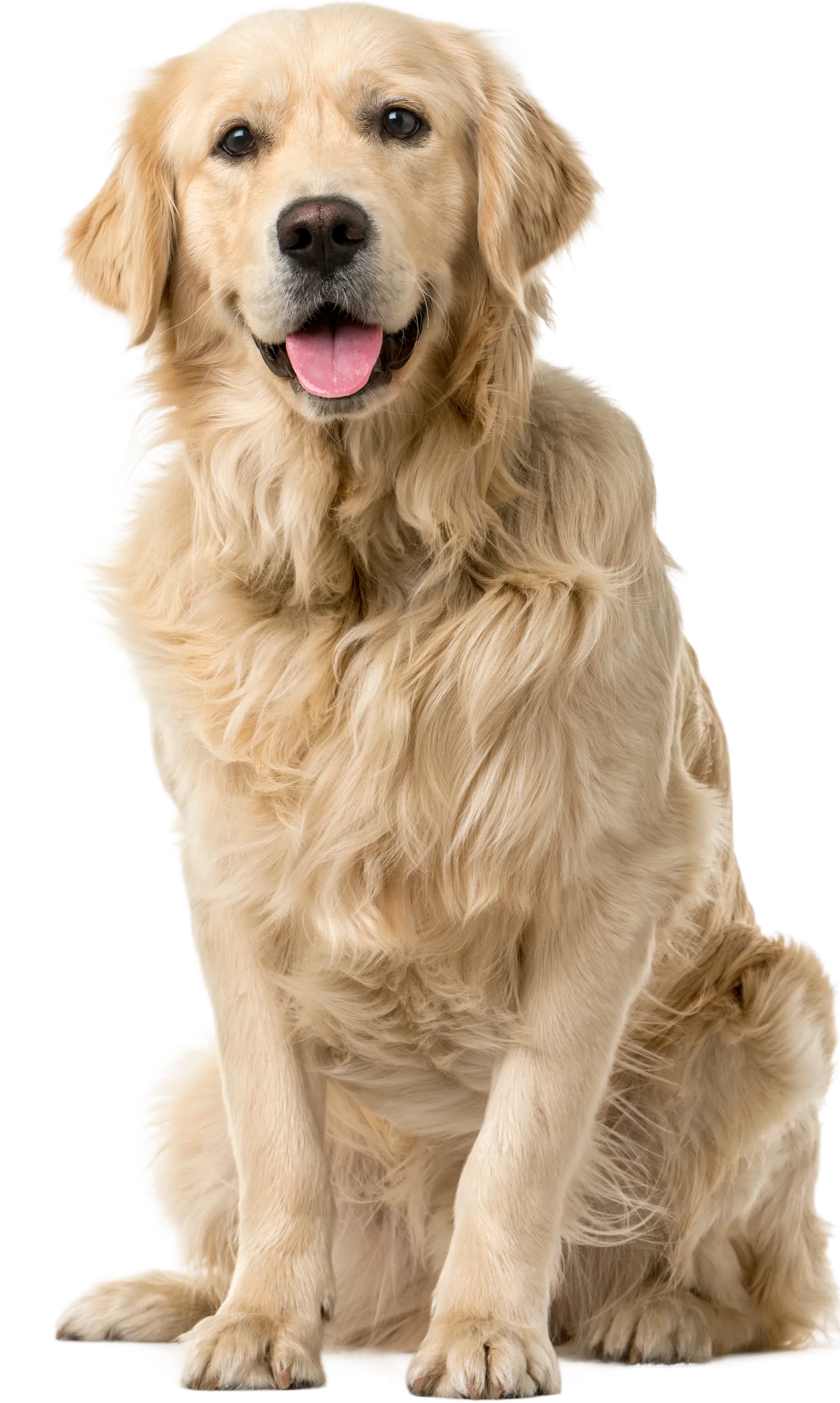 大型犬