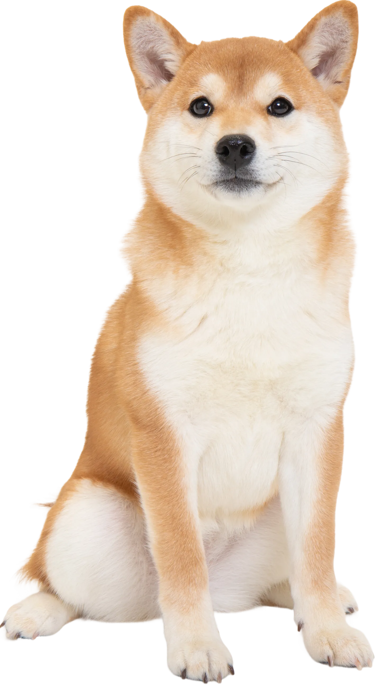 中型犬