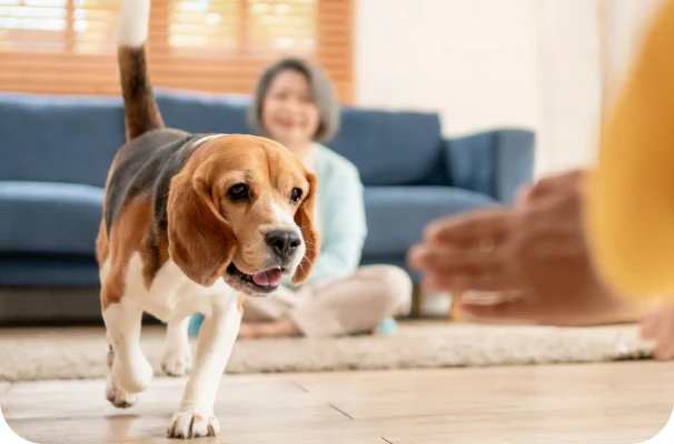 室内で暮らすビーグルと飼い主