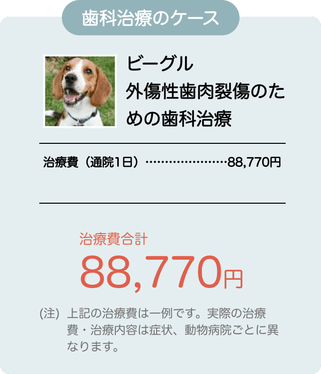 歯科治療のケース ビーグル 外傷性歯肉裂傷のための歯科治療。治療費（通院1日）…88,770円。治療費合計88,770円 (注)上記の治療費は一例です。実際の治療費・治療内容は症状、動物病院ごとに異なります。