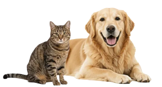 成猫・成犬期〜中年期