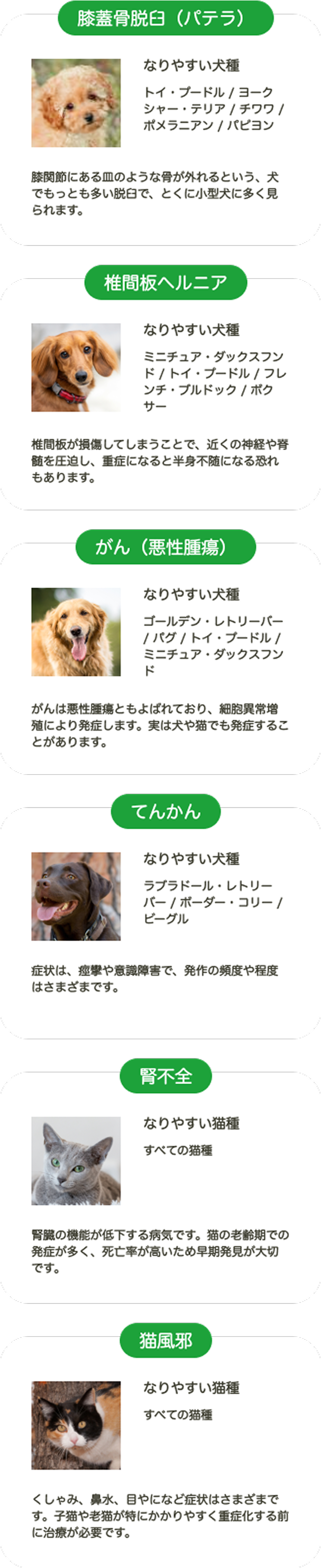 頭蓋骨脱臼(パテラ) 椎間板ヘルニア がん(悪性腫瘍) てんかん 腎不全 猫風邪